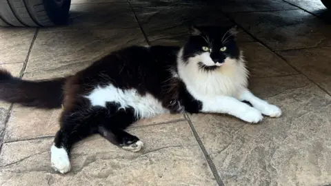 Nicci Knight A black and white cat underneath a car.