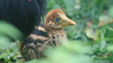 Birdland A close-up of the small, fluffy, humbug-coloured chick amidst green foliage. 