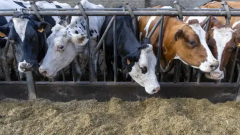 Getty Images A row of cows with their heads through bars. There are five cows. From left to right, one had a predominantly black head with a white mark in between its eyes, the next is mainly white, the next has a white face, black eyes, and a black body, the next two are mainly brown with white streaks on their faces.