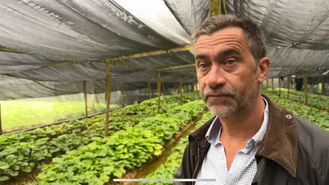 BBC A man wearing a white shirt and brown jacket stands in front of wasabi plants growing alongside the natural streams