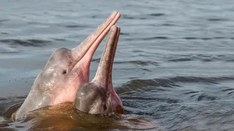 © Shutterstock / COULANGES / WWF-Sweden A pair of pink river dolphins