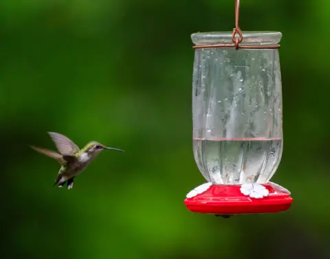 Carlos Gomez Llata Small green and brown bird flies towards a water feeder