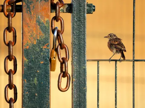 Alberto Román Gómez stonechat perched beside a heavy chain on a fence