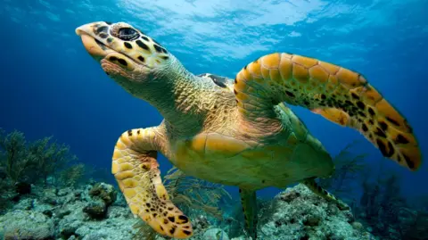 Getty Images Hawksbill turtle