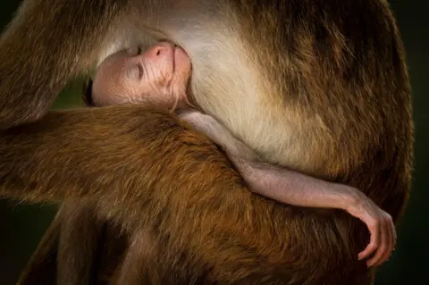 Hikkaduwa Liyanage Prasantha Vinod a young toque macaque sleeping in an adult's arms