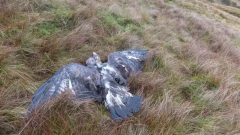 RSPB Dead golden eagle