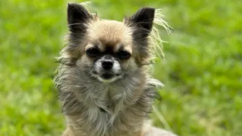 Creature Features Bridget the chihuahua, sitting on a tree stump. This is the image of Bridget sent to casting directors.