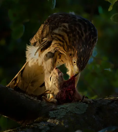 Parham Pourahmad hawk eating a squirrel