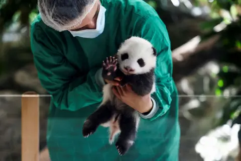 Lisi Niesner/REUTERS A zoo keeper dressed in green medical  scrubs, hair net and a face mask holds a two-month-old giant panda cub at an enclosure. the panda has one paw raised in a position that resembles a wave.  Berlin, Germany, October 15, 2024. 