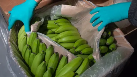 Crown Office Someone wearing turquoise protective gloves holds open a cardboard box filled with bananas