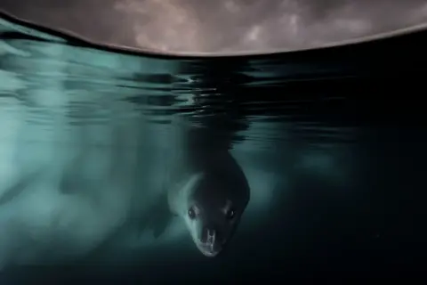 Matthew Smith A leopard seal beneath Antarctic ice