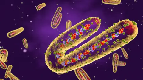 Getty Images Marburg virus, cut-away illustration