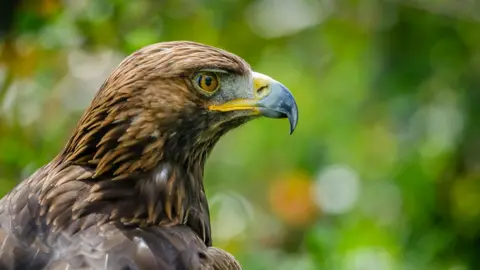 Getty Images A golden eagle