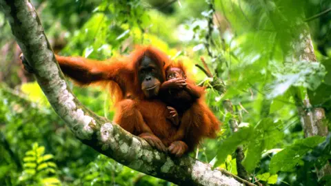 Getty Images Orang utan with baby