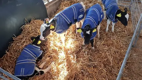 Matthew Hicks Four calves earing blue jackets in a pen with hay on ground