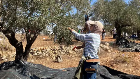 Women harvesting olives in the village of Umm Safa