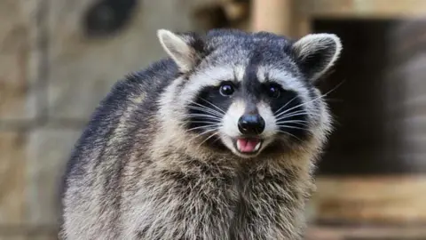 Amazon World A raccoon looking at the camera with its mouth open. It has a black and white stripy face, black eyes and a pink tongue.