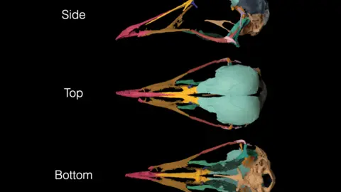 Dr Guillermo Navalón Three computer generated views: top, side and bottom, of the Navaornis skull. The digital replicas replicate what the skill would have looked like, based on the fossil. 