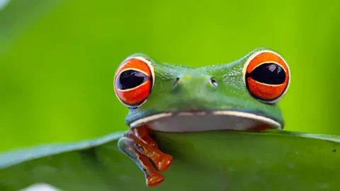 Getty Images Frog on a small leaf in the Amazon