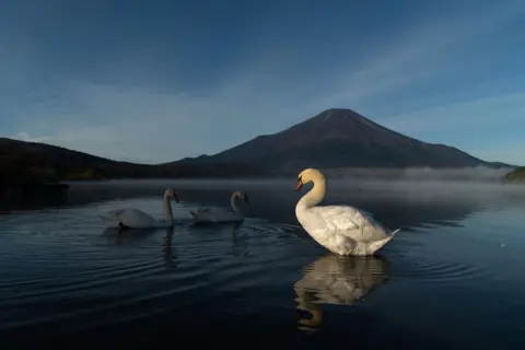 Tomohiro Ohsumi/Getty Images Three swans are seen on a lake, one standing, two swimming. Mount Fuji is in the background. The sky is blue.