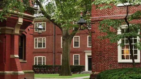 Getty A close up of Harvard's famous red brick buildings featuring two trees standing in the university grounds.