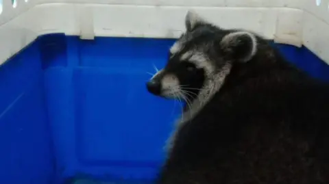 Amazon World A raccoon in a blue pet carrier